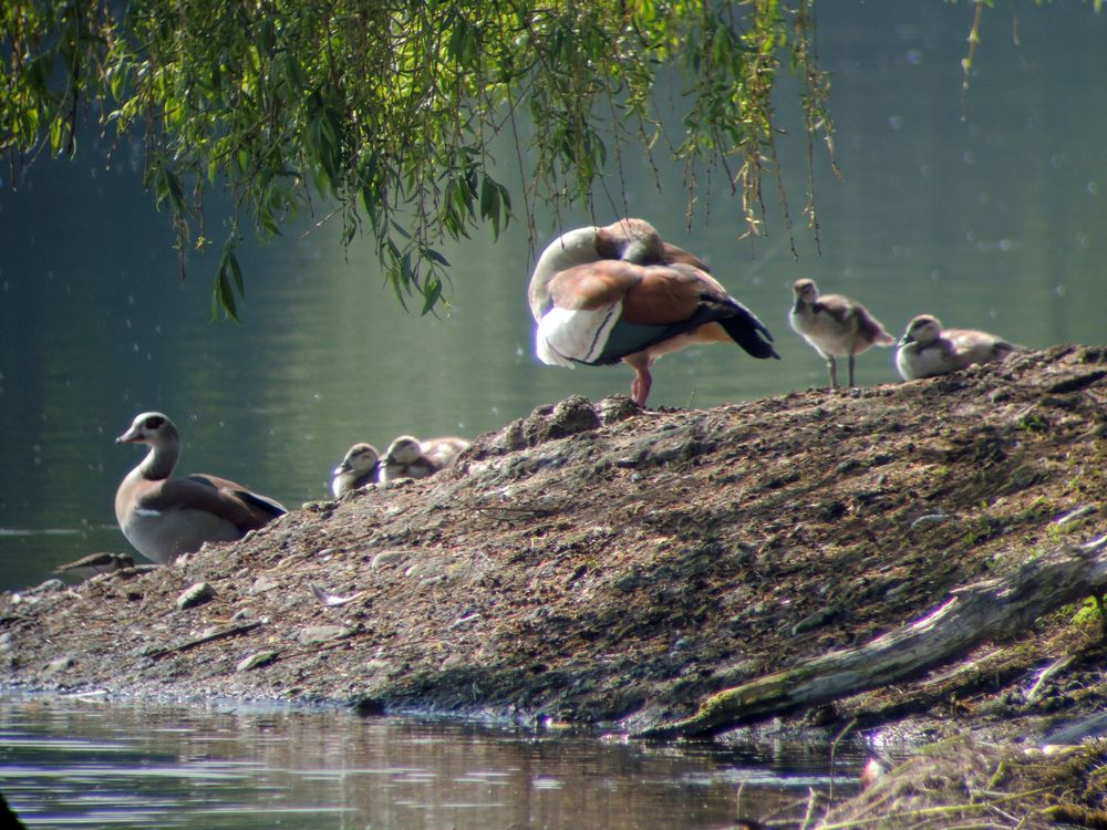 Nilgansfamilie