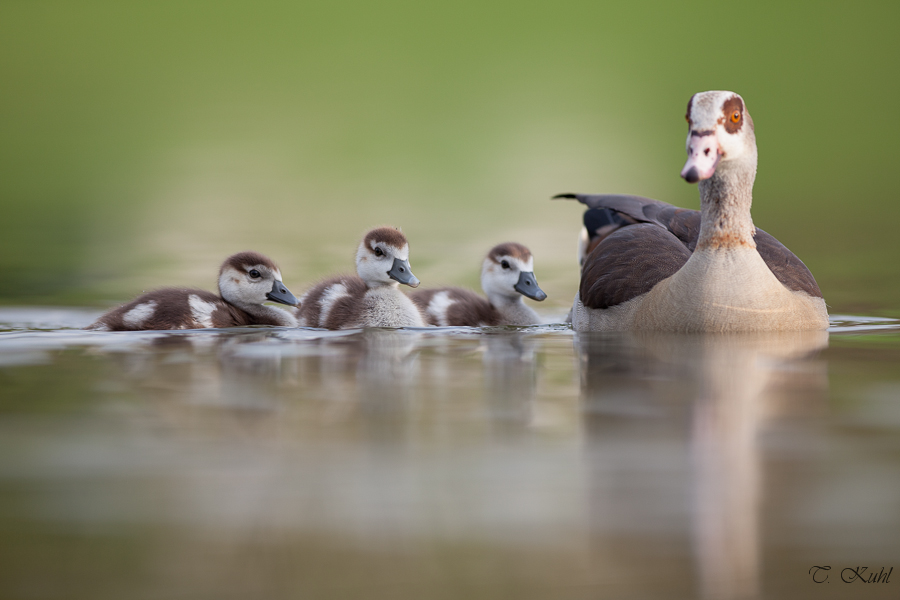 Nilgansfamilie