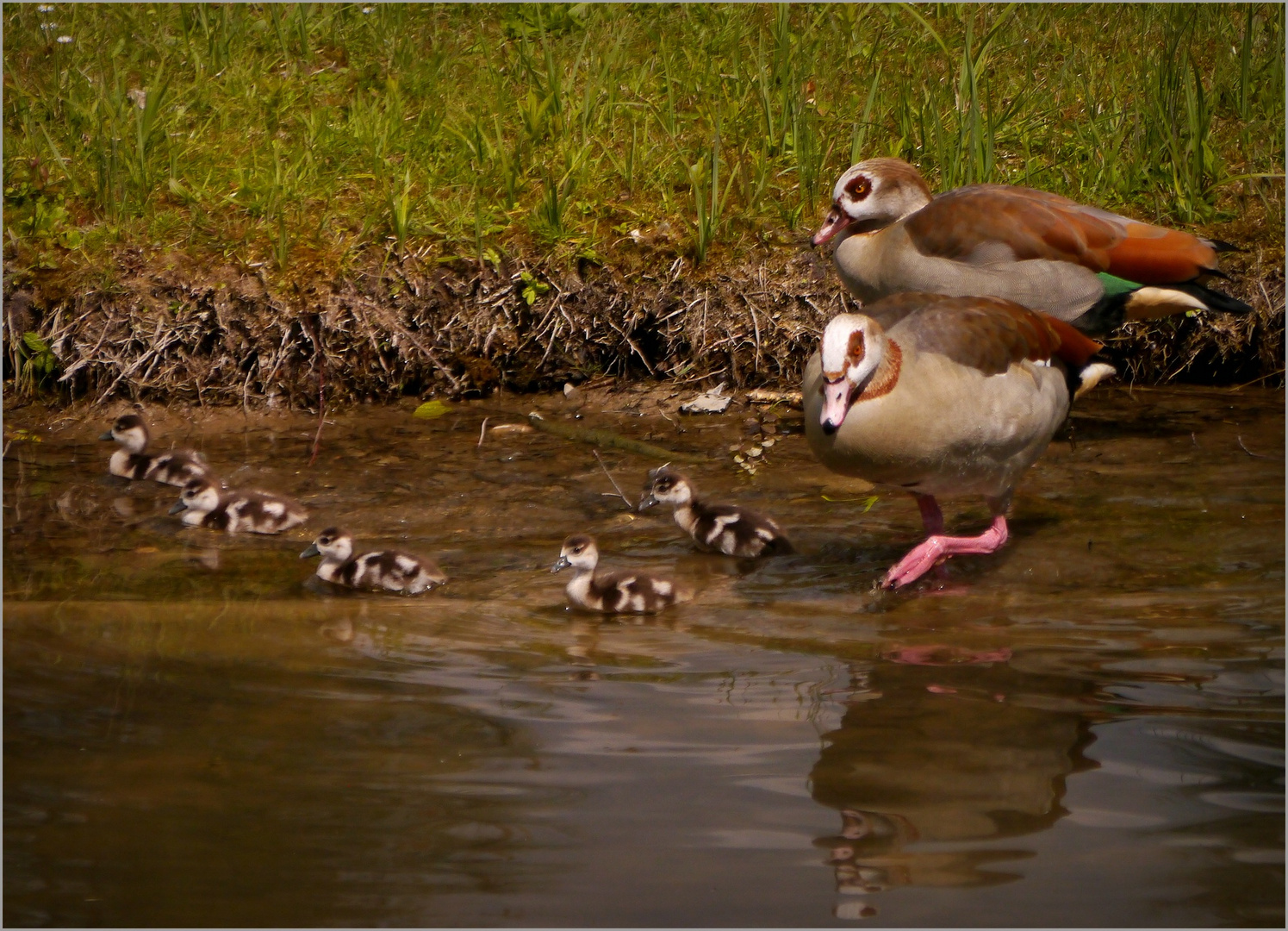 Nilgansfamilie...