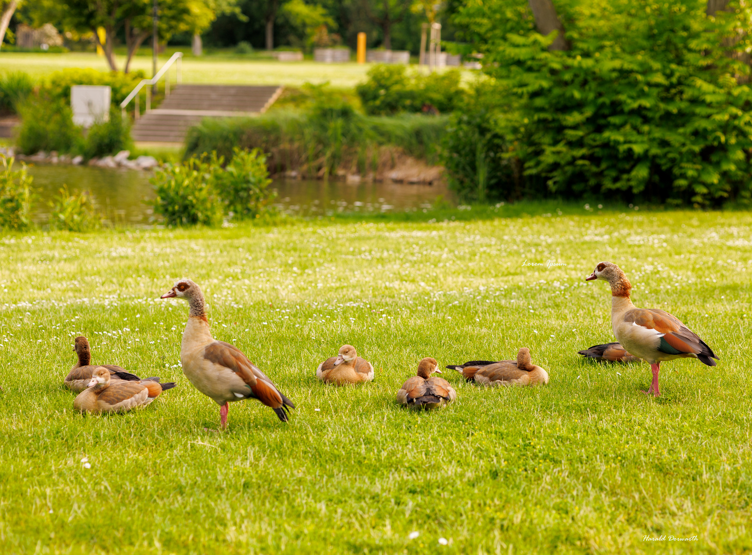 Nilgansfamilie im Sole-Aktiv-Park