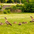 Nilgansfamilie im Sole-Aktiv-Park