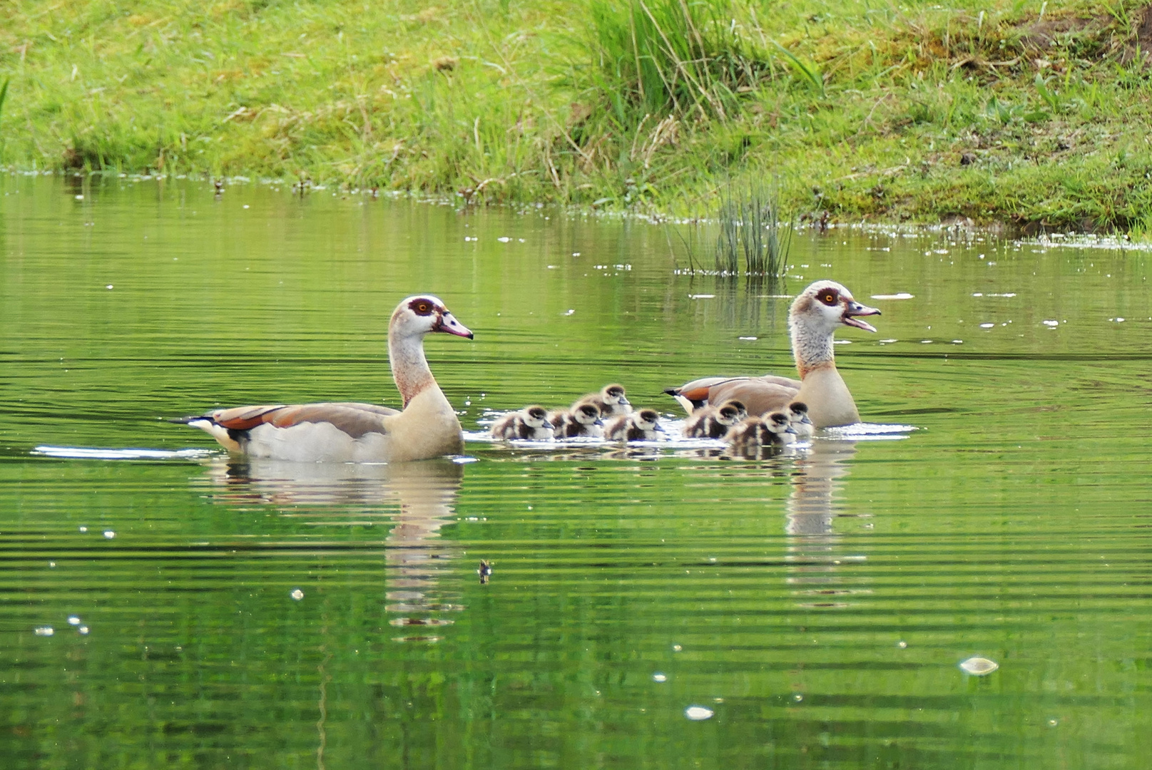 Nilgansfamilie mit Nachwuchs