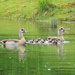 Nilgansfamilie mit Nachwuchs