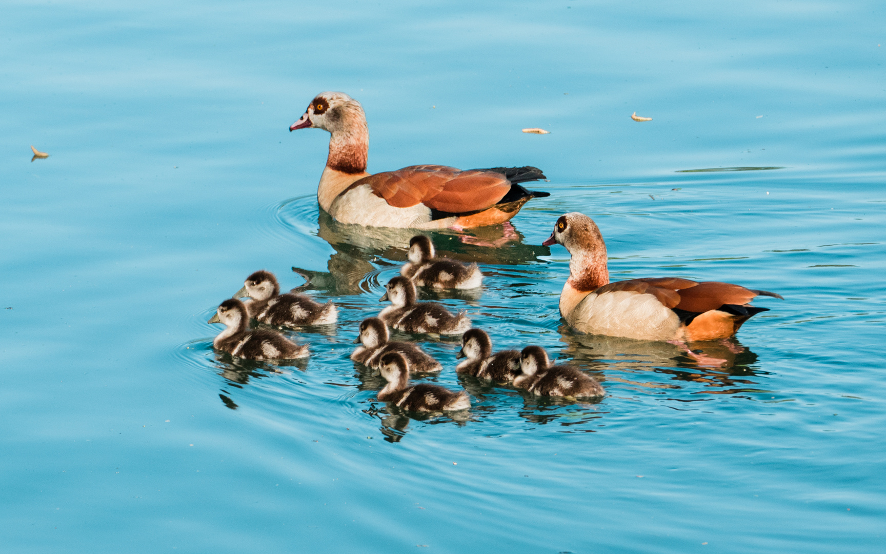 Nilgansfamilie Niederwaldsee Zwingenberg 1 2020