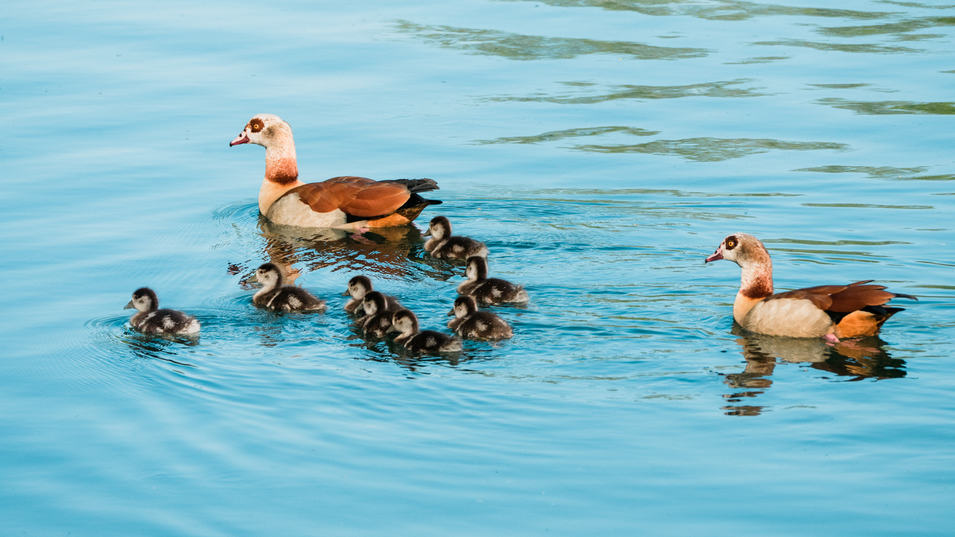 Nilgansfamilie Niederwaldsee Zwingenberg 2 2020