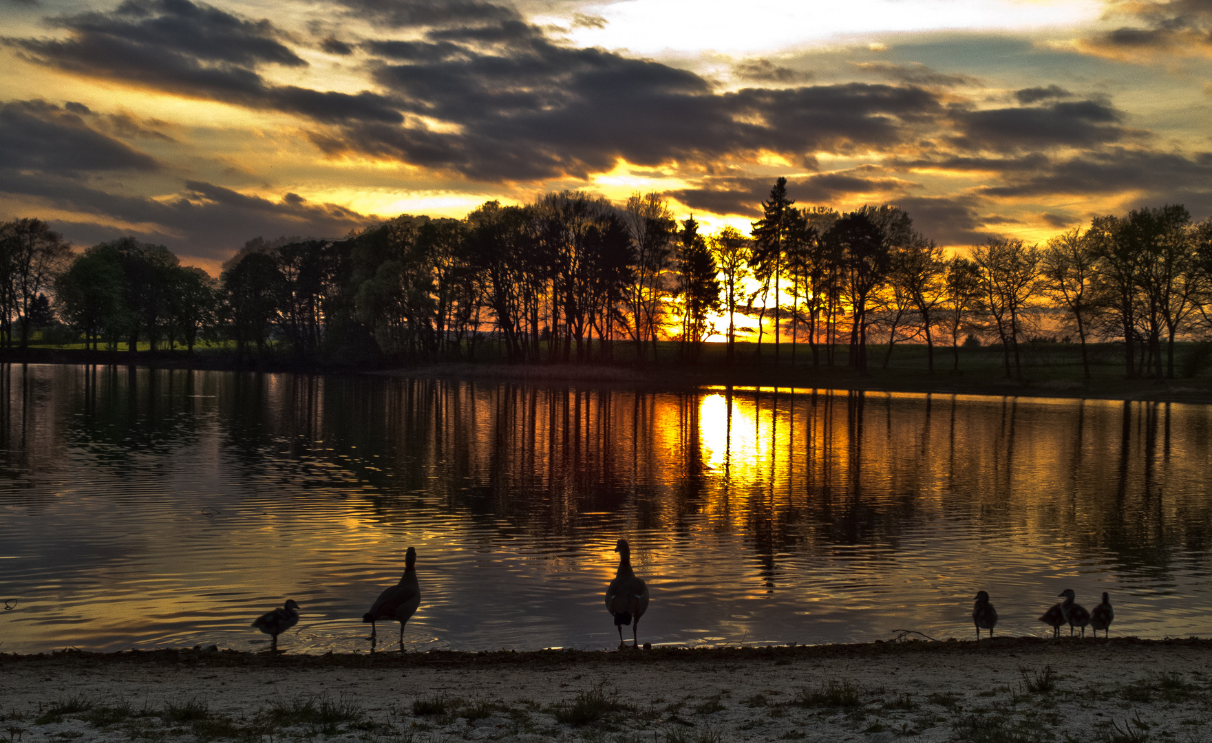 Nilgansfamilie schaut sich den Sonnenuntergang an...;-)