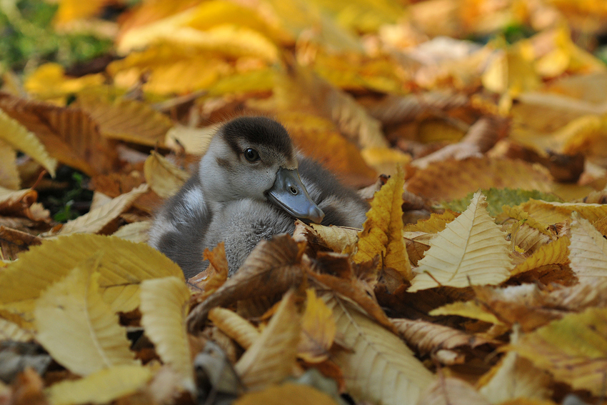 Nilganskind im Herbstlaub