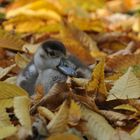 Nilganskind im Herbstlaub