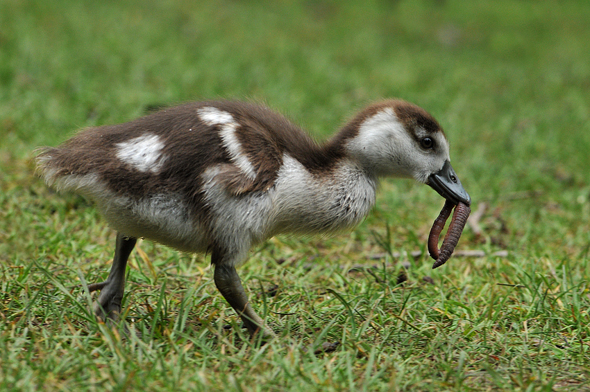 Nilganskind und Regenwurm