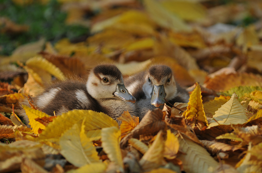 Nilganskinder im Herbstlaub