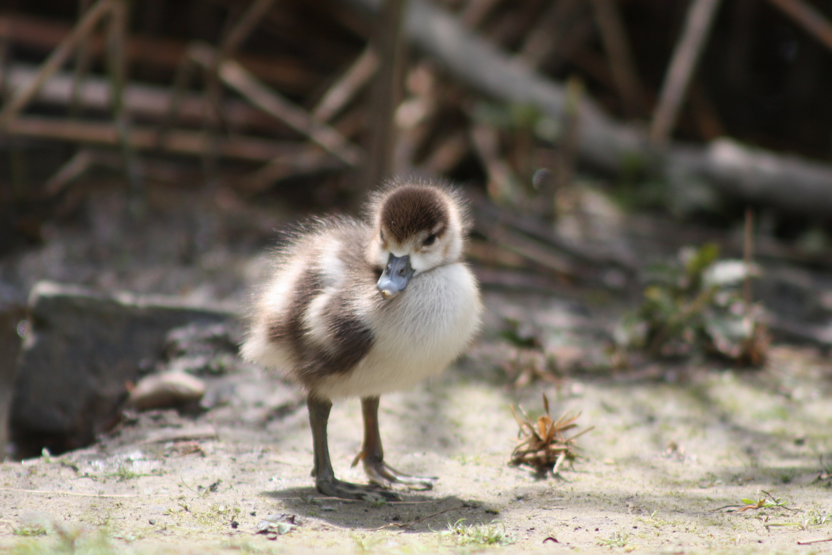 Nilgans_küken