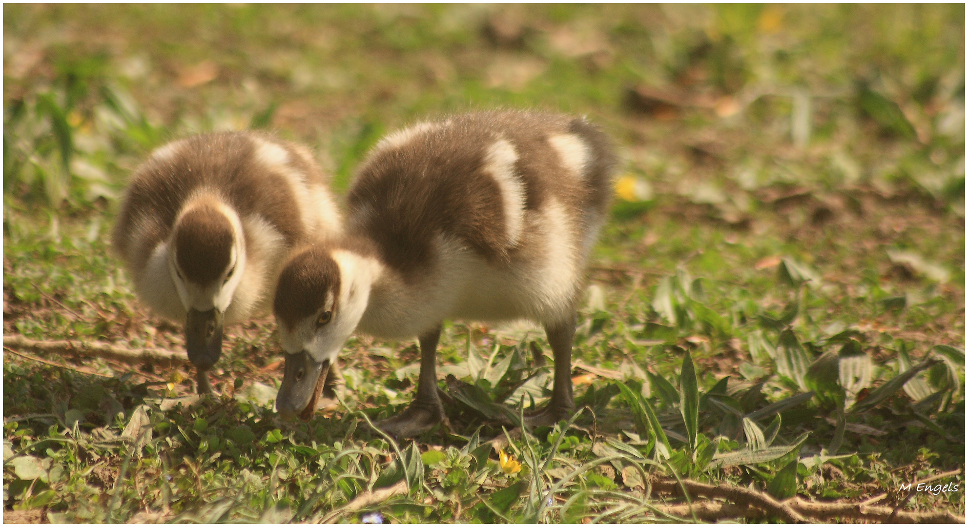 Nilgansküken auf Futtersuche