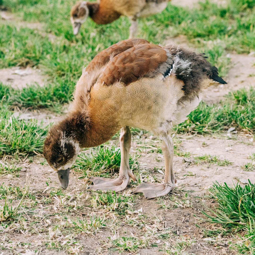 Nilgansküken beim abendlichen Essen 2020