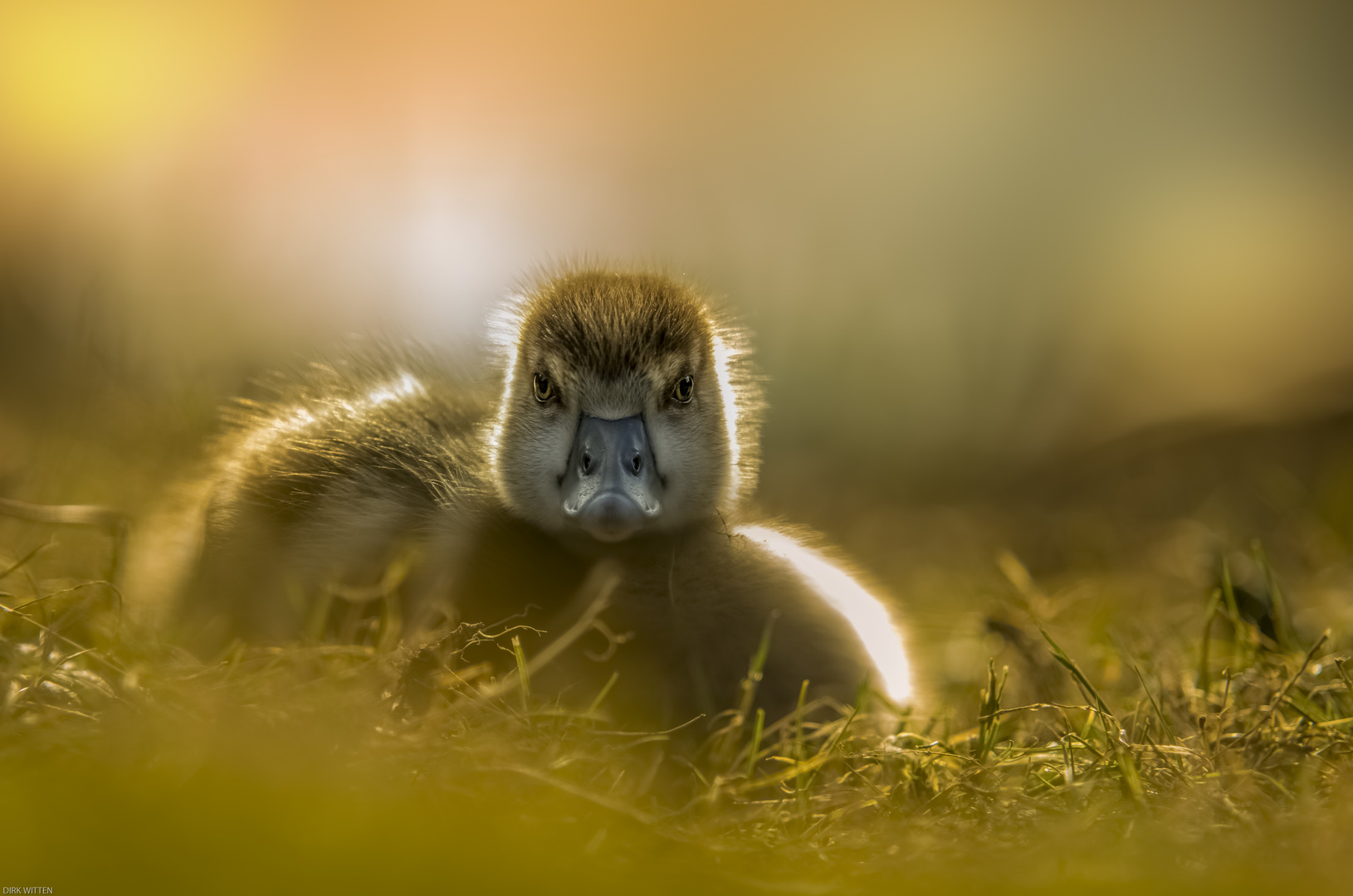 Nilgansküken im Abendlicht