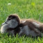 Nilgansküken im Zoo...