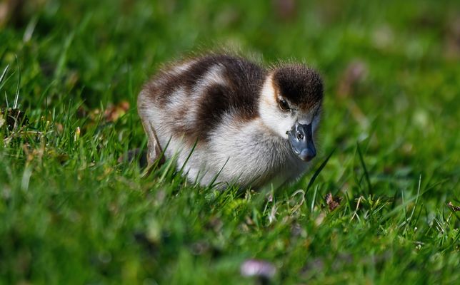NILGANSKÜKEN - KLEIN, FLAUSCHIG, NEUGIERIG