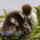 Nilgansküken mit Blümchen