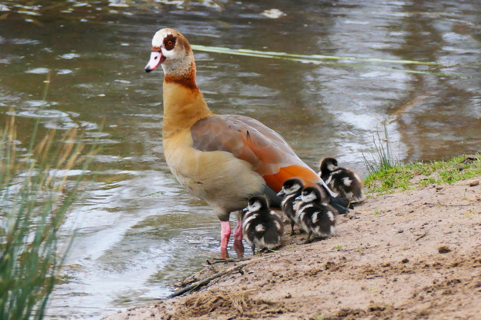 Nilgansmutter mit 4 Jungen