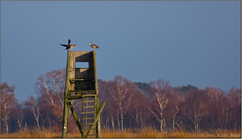 ...Nilgans...oder Dohle...?