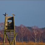 ...Nilgans...oder Dohle...?