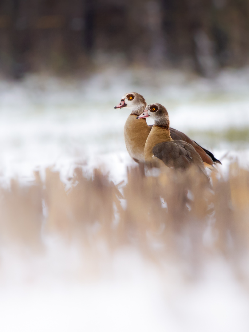 Nilganspaar im Schnee