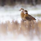 Nilganspaar im Schnee