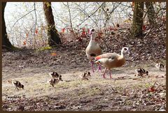 Nilganspaar mit 6 Jungen