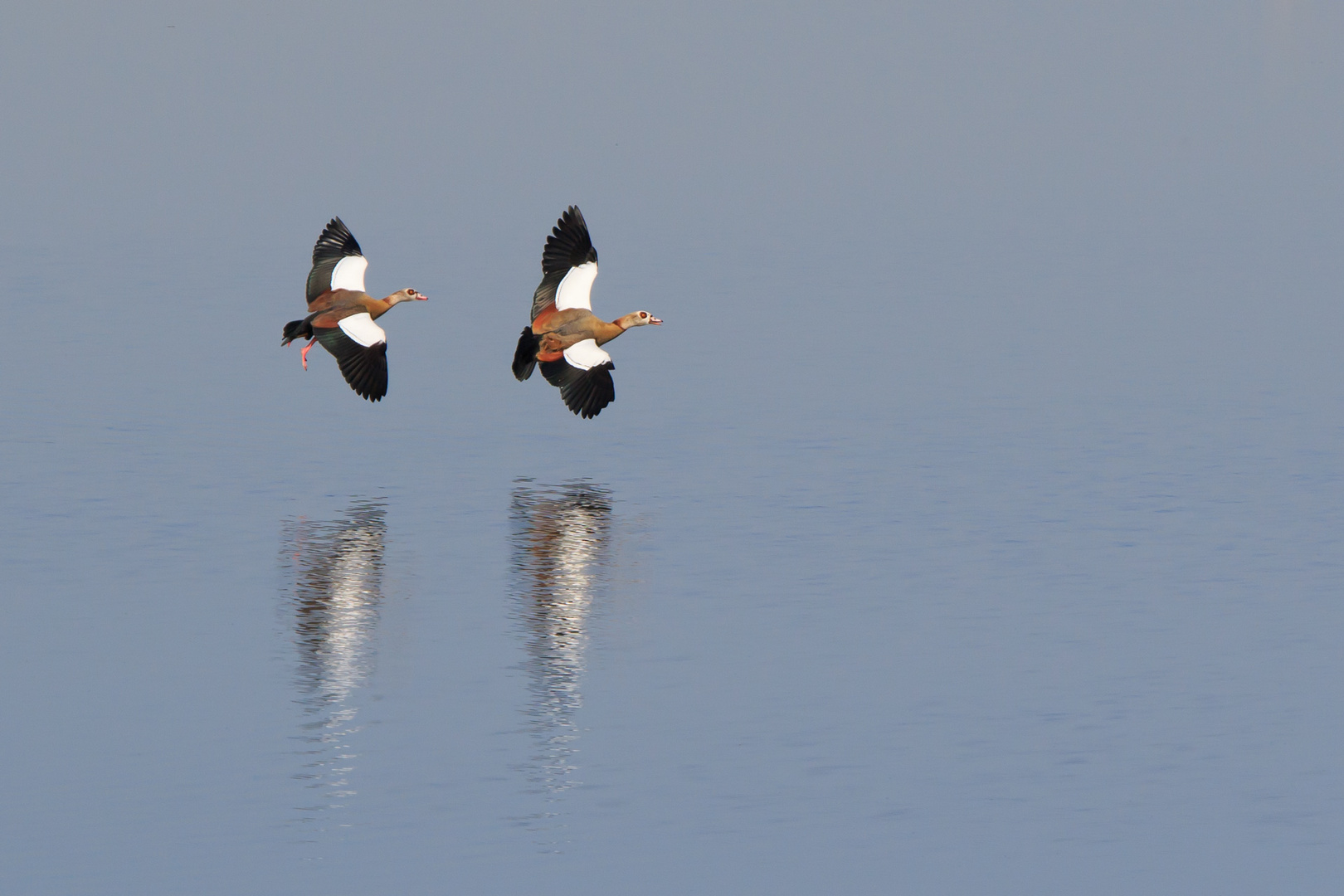 Nilgans_Paarflug