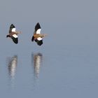 Nilgans_Paarflug