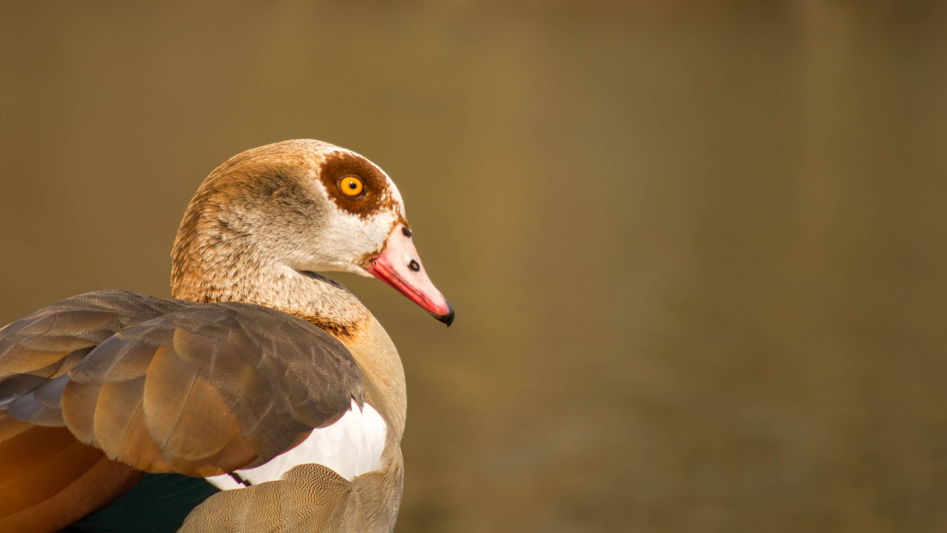 Nilgansportrait