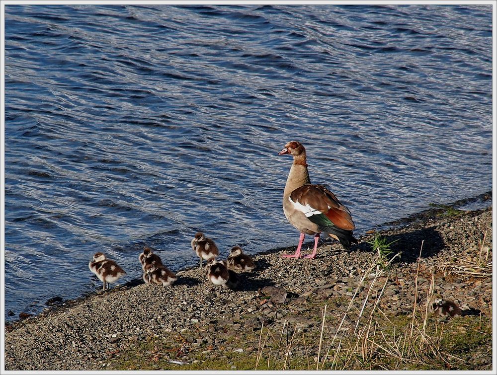 Nilganter mit seinen Gösseln