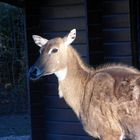 Nilgau Antilope