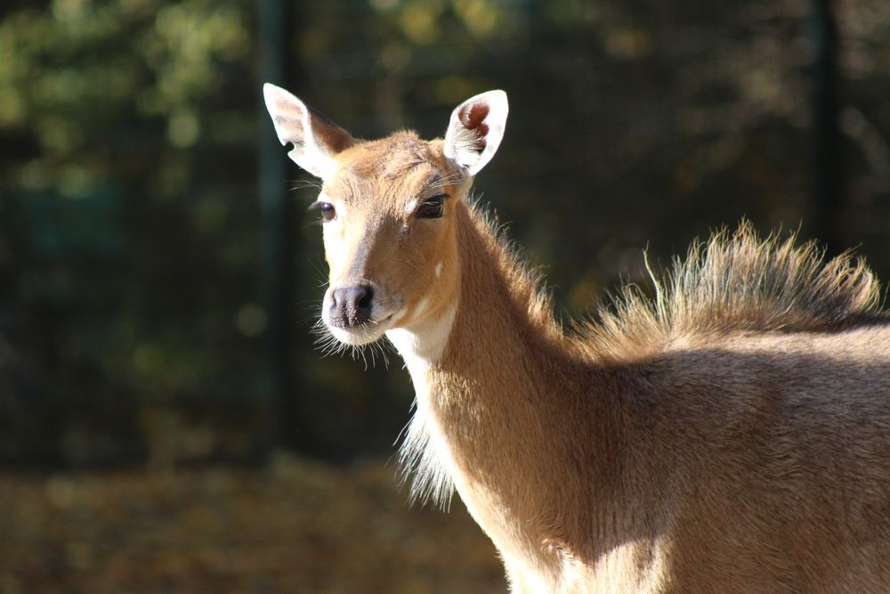 Nilgau-Antilope in der Herbstsonne