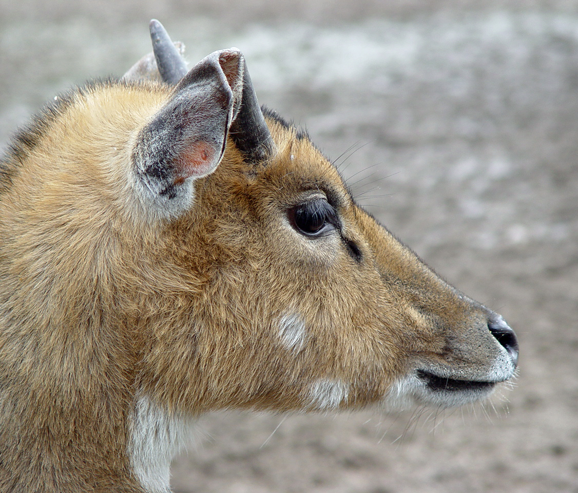 Nilgauantilope (Boselaphus tragocamelus)