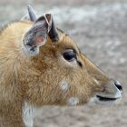 Nilgauantilope (Boselaphus tragocamelus)