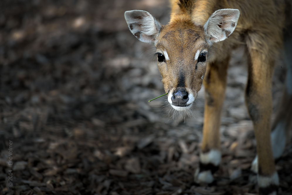 Nilgauantilope (Boselaphus tragocamelus)