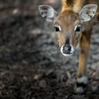 Nilgauantilope (Boselaphus tragocamelus)