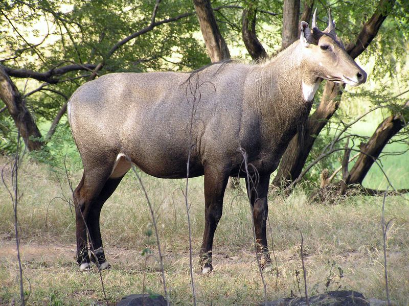 Nilgauantilope