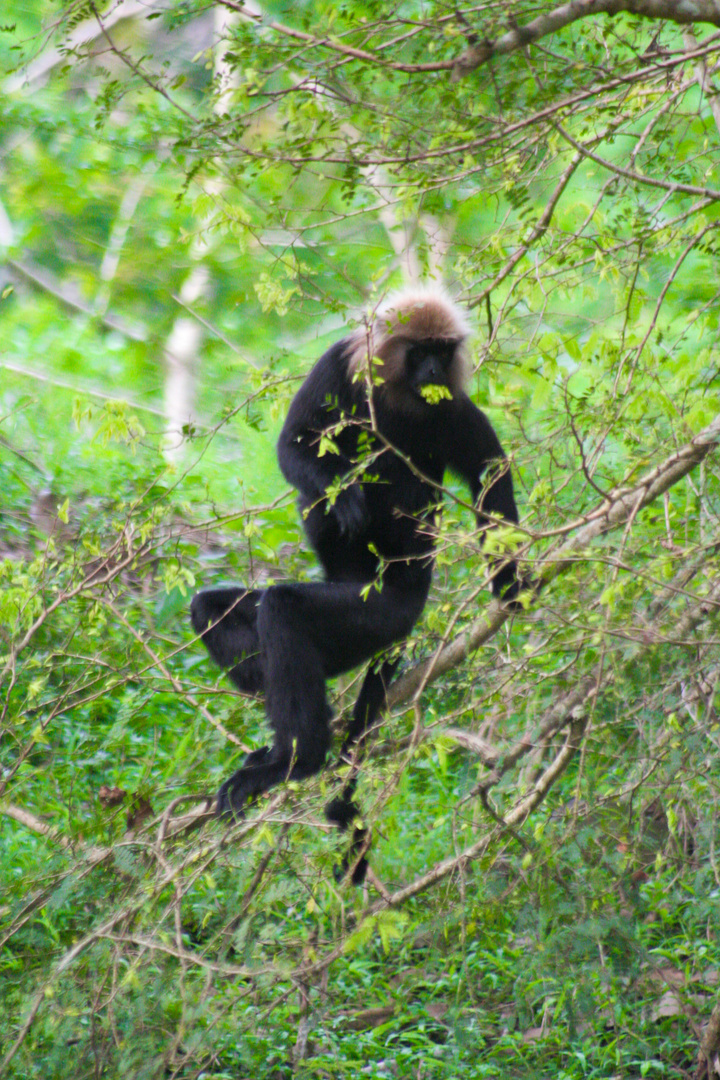 Nilgiri Langur