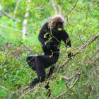 Nilgiri Langur