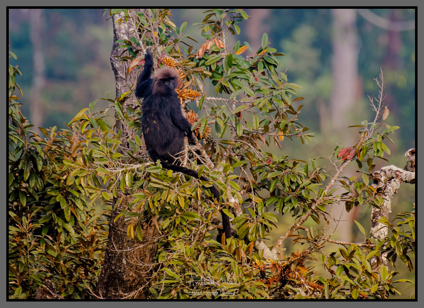 Nilgiri Langur_AD10362-Enhanced