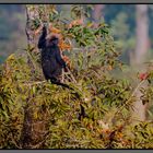 Nilgiri Langur_AD10362-Enhanced