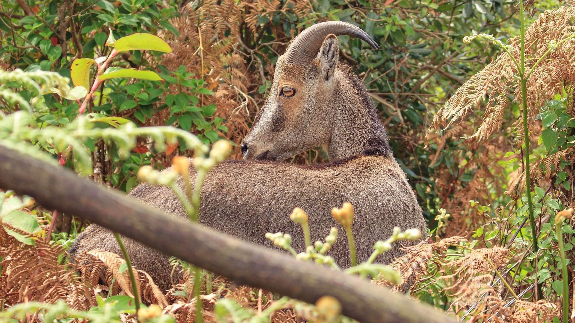 Nilgiri tahr