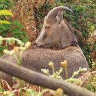 Nilgiri tahr