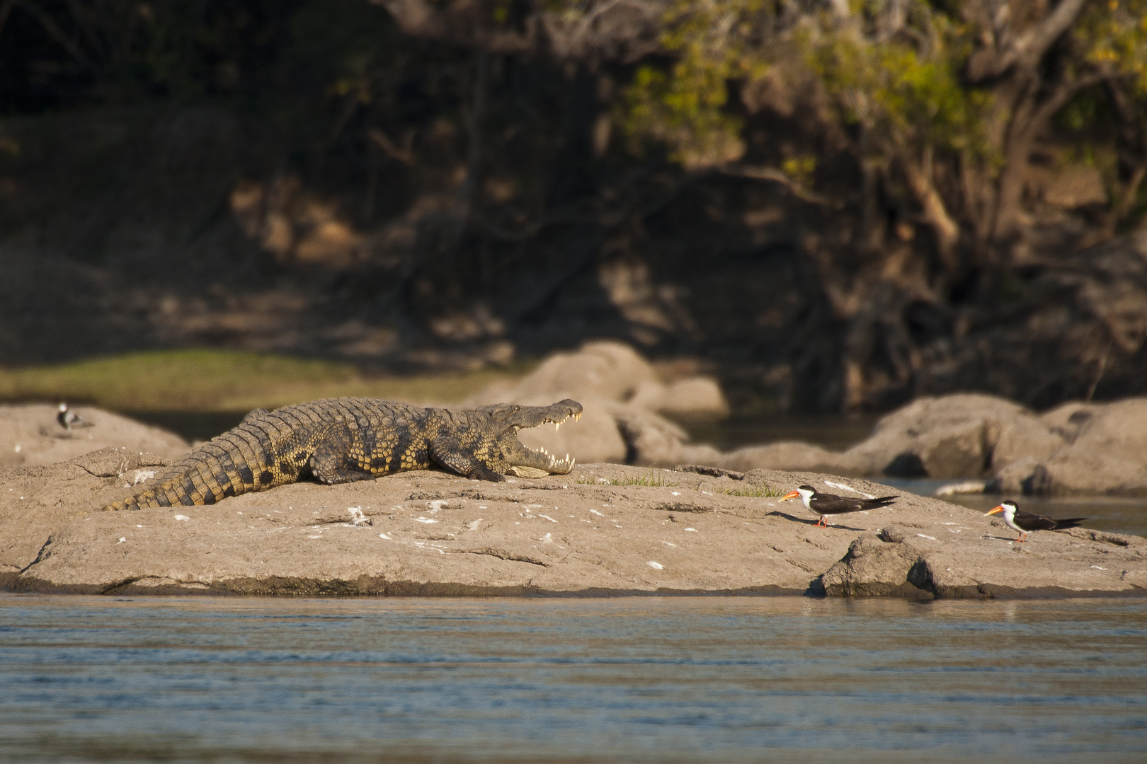 Nilkrkodil & Braunmantelscherenschnabel / Kafue NP / 24.06.2013