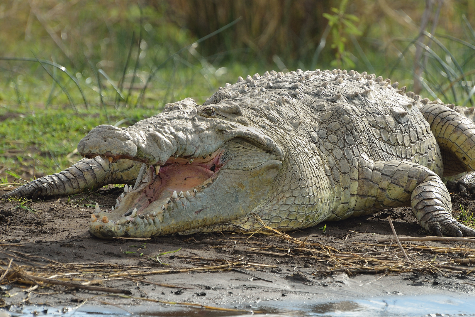 Nilkrokodil am Chamo See