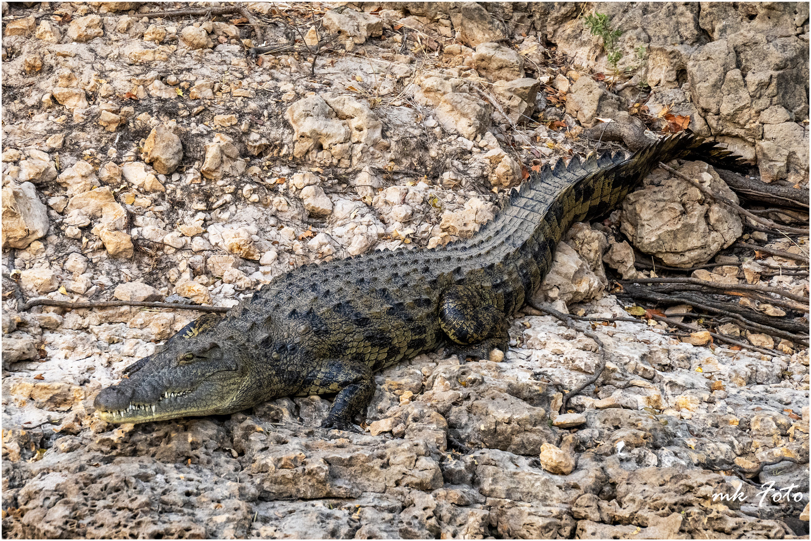 Nilkrokodil am Okavango River