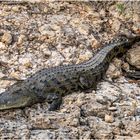 Nilkrokodil am Okavango River