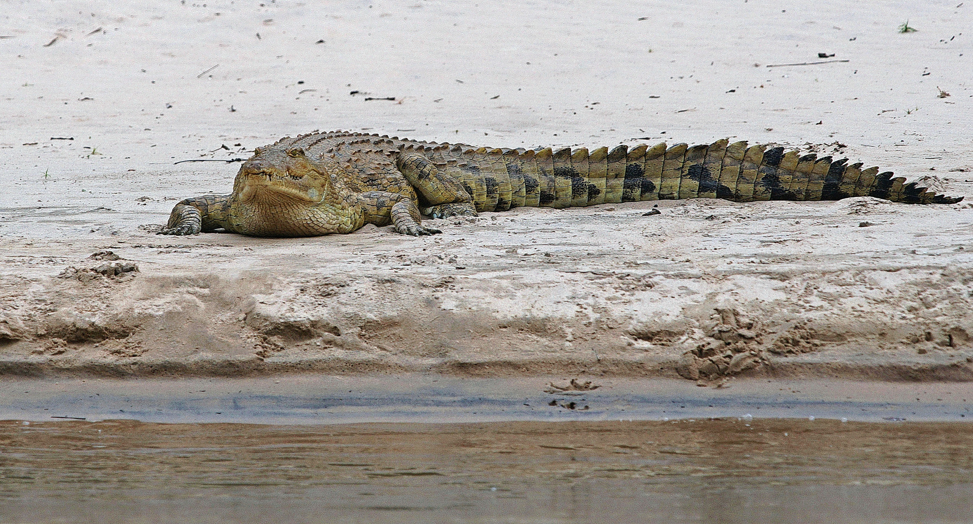 Nilkrokodil am Rufiji River