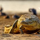 Nilkrokodil am Sambesiufer - Nile Crocodile on the Zambezi Bank